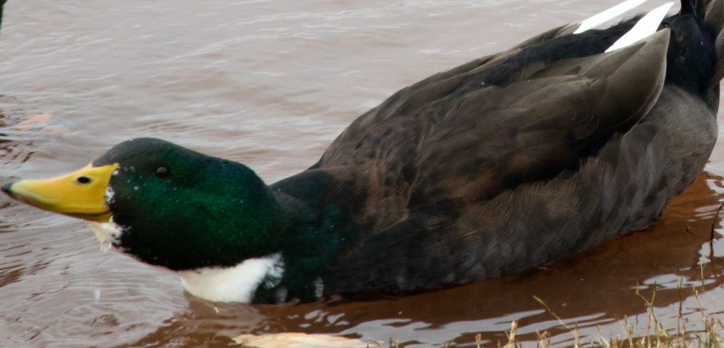 Mallard