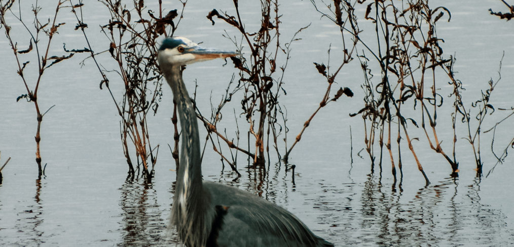 Bird in the Water