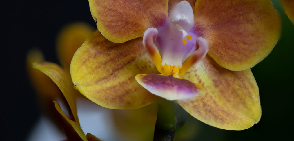 Macro Orchid