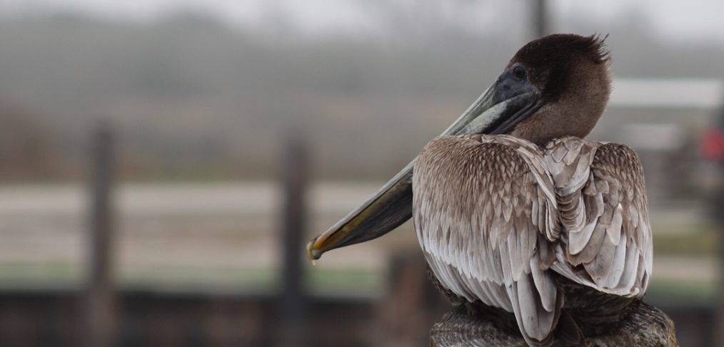 Brown Pelican in Seadrift Tx.