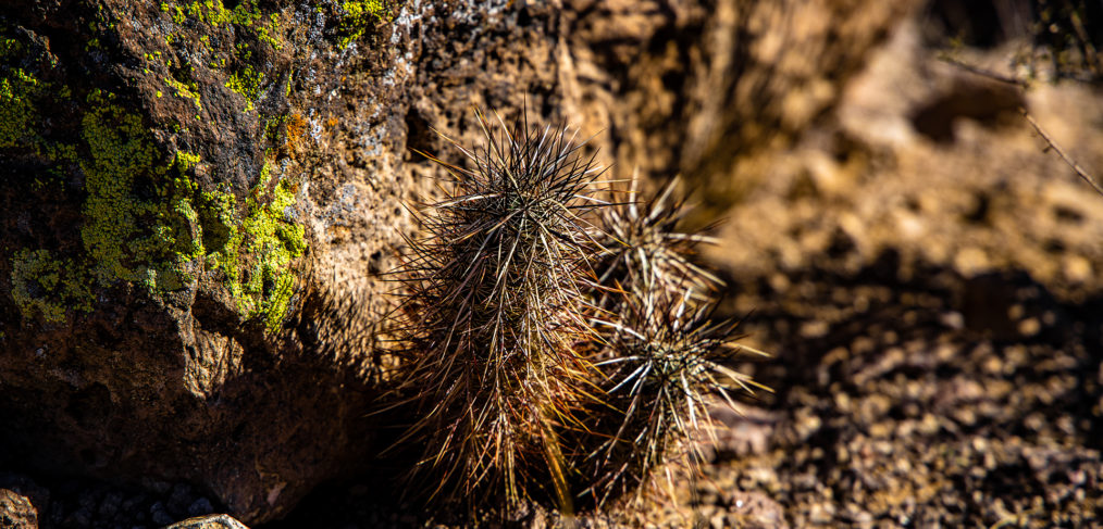 Desert Cactus