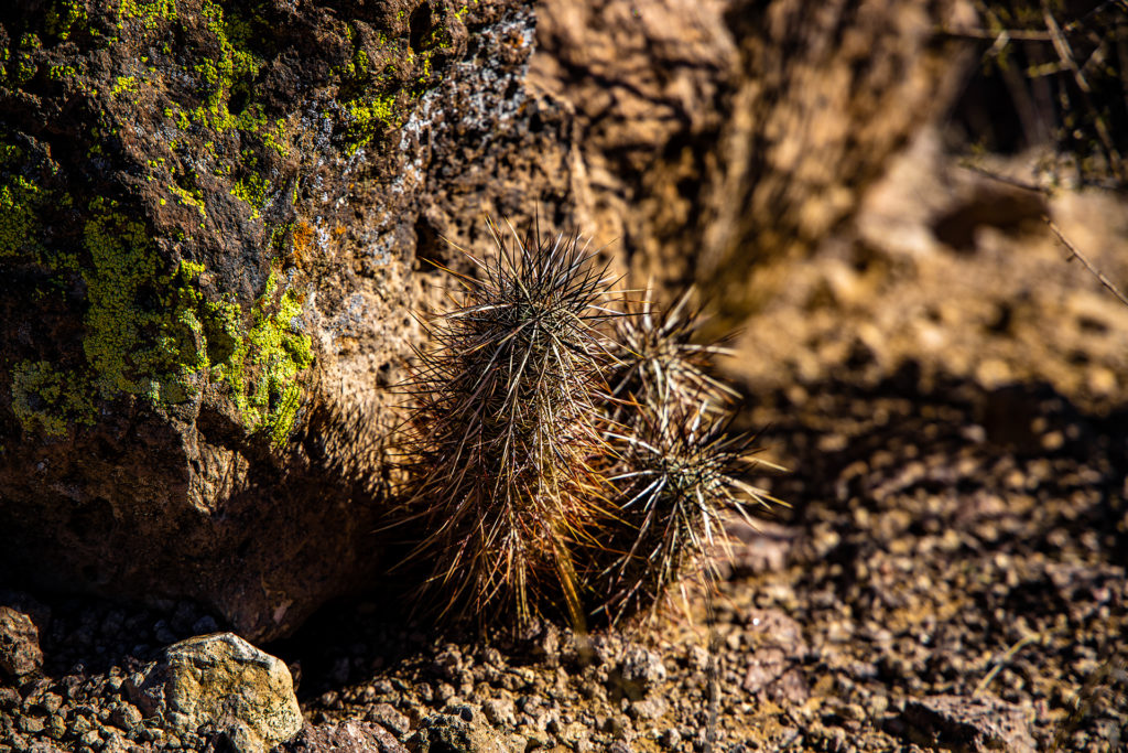 Desert Cactus