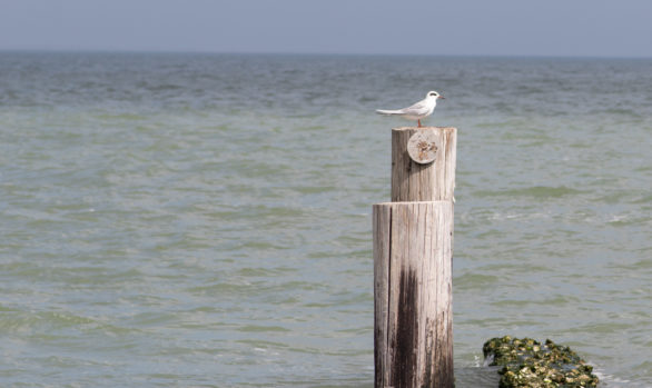A lone seagull using an old piling perch after a storm and finding a bit of alone time in the sun. I like the solitude and texture of this shot. I photographed this in Port Lavaca like a lot of my seaside shots.