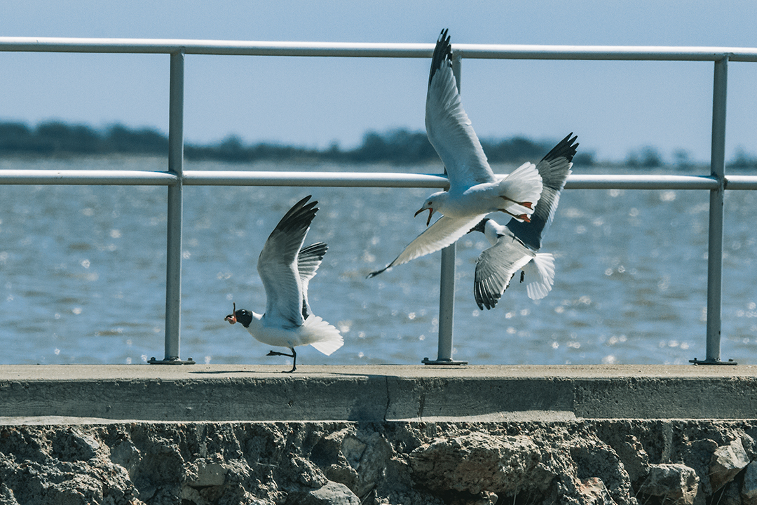 Food Fight at Sea