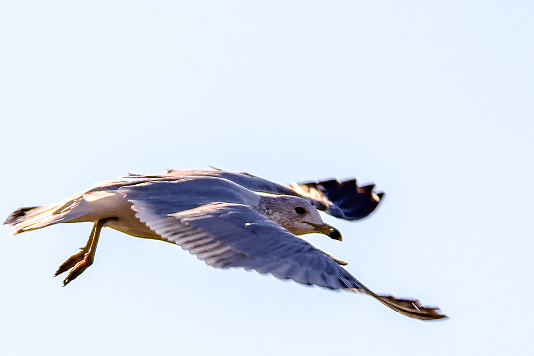 White Lake Hefner Seagull