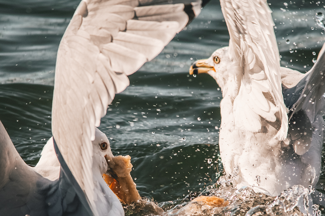 Bread and Water Ballet