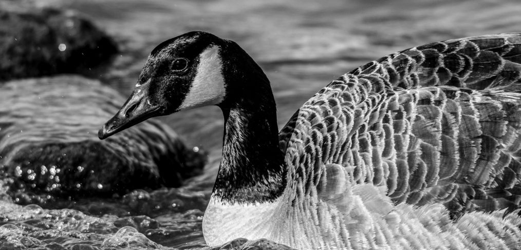 Canadian Goose in Black and White
