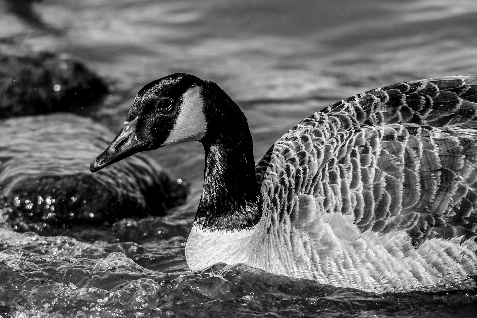 Canadian Goose  in Black and White