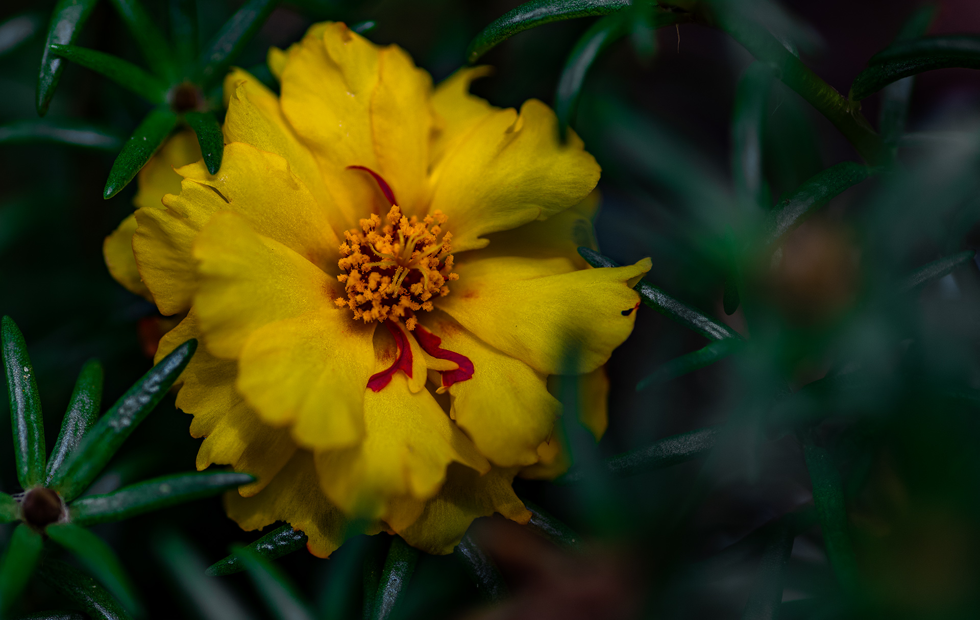 Yellow Flower Stack
